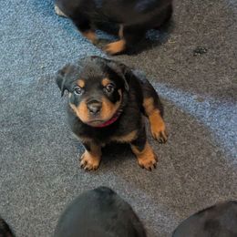 Girl 5 - Black and mahogany female Rottweiler puppy in Whitney, Texas from Prairie Valley Rottweilers