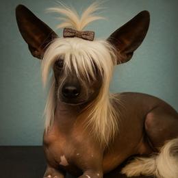 Suzie-Q - Chinese Crested
