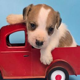 Racer - Tan and white male Jack Russell Terrier puppy in Menifee, California from Wendover Terriers