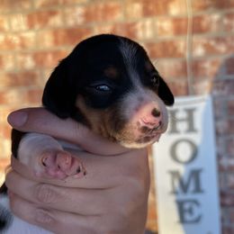 Boy 1 - Piebald Dachshund puppy in Deming, New Mexico from FoxieDoxies of New Mexico