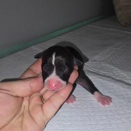 Small Blaze Boy - Seal male Italian Greyhound puppy in Frostproof, Florida from Quality Italian Greyhounds
