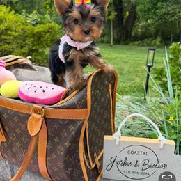 Biewer Terrier and Yorkshire Terrier Puppies from Coastal Yorkshire Terrier Yorkies & Biewer Terriers