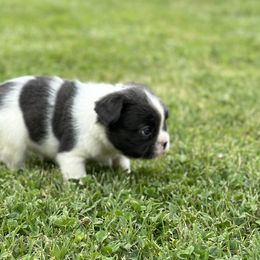 Boxer and French Bulldog Puppies from Furevermore Boxers and Furevermore Frenchies