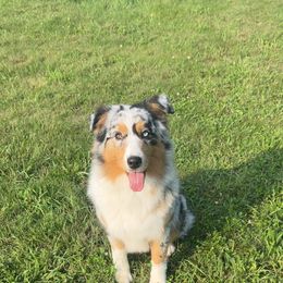 Rally - Australian Shepherd