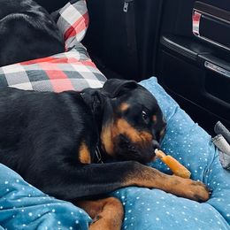 Envy - Rottweiler