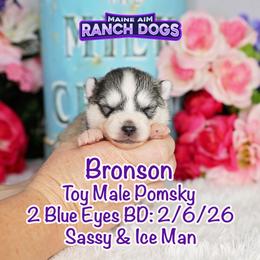 Bronson - Silver and white male Pomsky puppy in Humeston, Iowa from M.A.R. Dogs