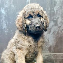 Asher - Sable male Goldendoodle puppy in Pasco, Washington from Camp Doodle Woods