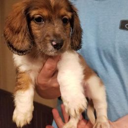 Dachshund Puppies from Magnolia Crate's