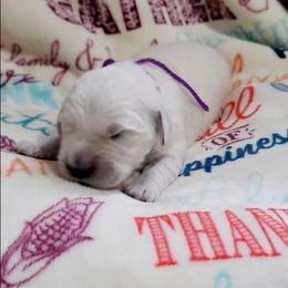 Mr. Purple - Light golden male Golden Retriever puppy in Campton, Kentucky from ElkRidge Goldens
