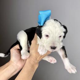 Teal collar male - Black and white male Sheepadoodle puppy in Camden, North Carolina from Luv My Doodle