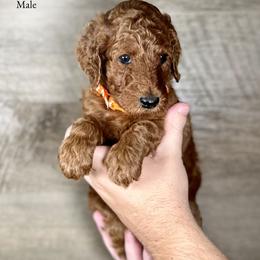 Joey - Red  male Poodle puppy in Abilene, Texas from Mesquite Kennels