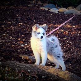 Border Collie, Miniature Australian Shepherd, and Pomeranian Puppies from Akins Aussies/Wild Rose Ranch