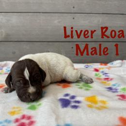 Bolt - Liver roan male German Shorthaired Pointer puppy in Axton, Virginia from Red Clay Kennels
