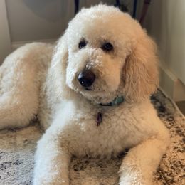Goldendoodles and Poodles from Hamrick Standards