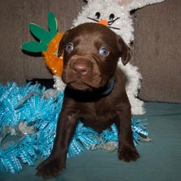 Blue - Chocolate male Labrador Retriever puppy in Arlington, Washington from Stout's Hunting Labs and trsbullies