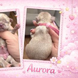 Aurora - Lilac female Shih Tzu puppy in Connersville, Indiana from Royal Blossom Shihtzus