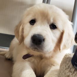 Orchid - Golden female Golden Retriever puppy in Madison, Alabama from The Golden Court