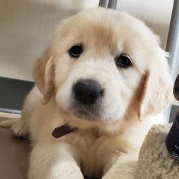 Orchid - Golden female Golden Retriever puppy in Madison, Alabama from The Golden Court