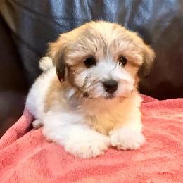 Cody - Gold brindle male Havanese puppy in Lancaster, South Carolina from 3 Bs Havanese-PUPPIES with  PURPOSE