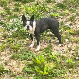 Duffy - Boston Terrier