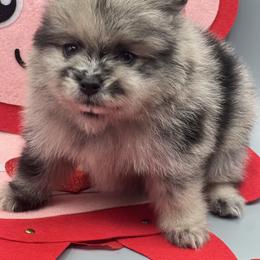 Blaze - Blue merle male Pomeranian puppy in Brentwood, California from Royalpawpoms