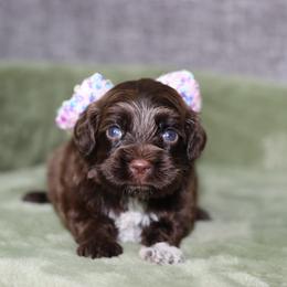Matilda - Chocolate female Australian Labradoodle puppy in Calhoun, Louisiana from Arrowhead Australian Labradoodles