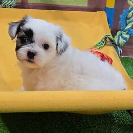 Ted - Brindle and white male Mal-Shi puppy in Aurora, Missouri from KnJ Precious Paws LLC