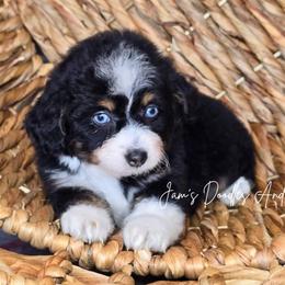 Butter Cup - Black tri-color female Aussiedoodle puppy in Cleveland, Georgia from Jam's Doodles And Poodles