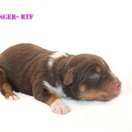 Ginger - Red tri-color female Australian Shepherd puppy in Coldwater, Michigan from Northern Star Australian Shepherds