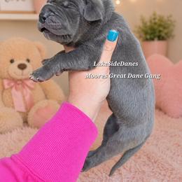 Blue barbie - Blue female Great Dane puppy in Port Clinton, Ohio from LakeSide Danes