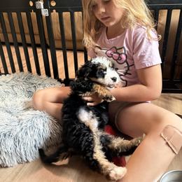 Bernedoodle and Goldendoodle Puppies from Donnas Deluxe Doodles LLC
