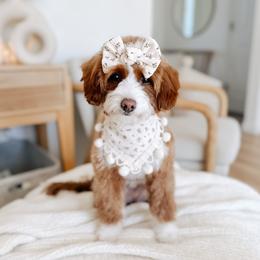 Fern - Goldendoodle