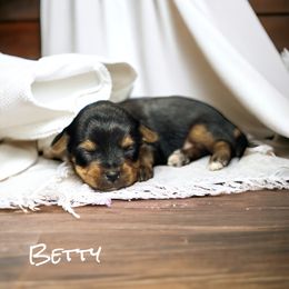 Yorkshire Terrier Puppies from Celestial Family Terriers (Yooper Yorkies)