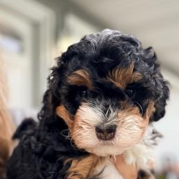 Lily (pad) - Tri-color female Bernedoodle puppy in Lincoln, Nebraska from GRand Doodles