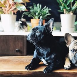 French Bulldog All Grown Up from Freeline Frenchies