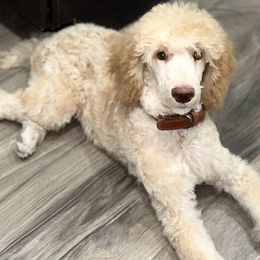Goldendoodle and Poodle All Grown Up from Whiskey Row Royals
