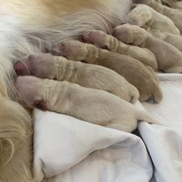 Golden Retriever Puppies from Sweeter Than Honey Golden Retrievers, LLC.