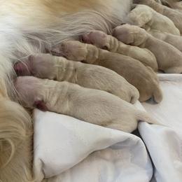 Golden Retriever Puppies from Sweeter Than Honey Golden Retrievers, LLC.