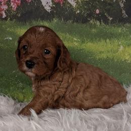 Scoops F1b - Red male Cavapoo puppy in Centerton, Arkansas from Velvet Paws Cavapoos