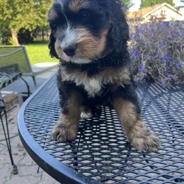 Bernedoodle Puppies from Busacker Babies
