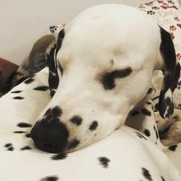 Dalmatians from Katie Taylor's Dalmatians