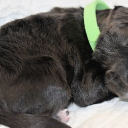 Aster - Black Goldendoodle puppy in Ponce De Leon, Florida from A Golden Summer