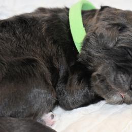 Aster - Black Goldendoodle puppy in Ponce De Leon, Florida from A Golden Summer