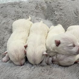 Male 1 - White West Highland White Terrier puppy in Douglas, Alabama from Creekside Westies