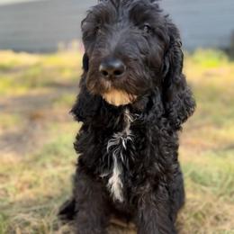 Loki - Black male Double Doodle puppy in Mineola, Texas from ETX Dandy Doodle