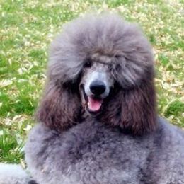 Poodles from Noriko Poodles