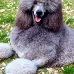 Poodles from Noriko Poodles