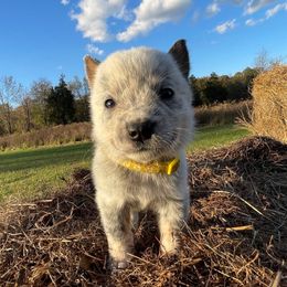 Boy 3 - Blue speckled male Australian Cattle Dog puppy in Irvington, Kentucky from Dry Valley’s Australian Cattle Dogs