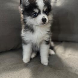 Bubbles - Black and white female Pomsky puppy in West Sacramento, California from Pinkie's Pomskies