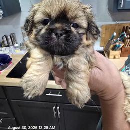 Yang - Chocolate and tan male Shih Tzu puppy in Cabot, Arkansas from Borderland's Kennel